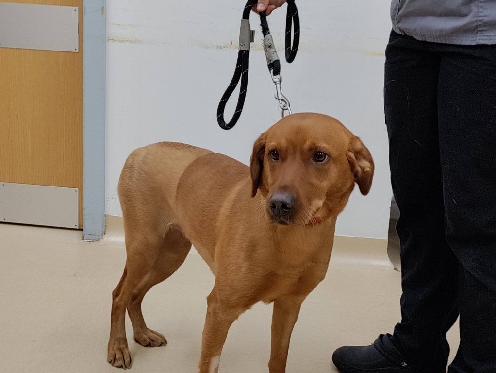 Thanks to Cave Veterinary Specialists, near Wellington, Somerset, two-year-old Ruby is mobile again after suffering multiple pelvic fractures in a road traffic collision. 