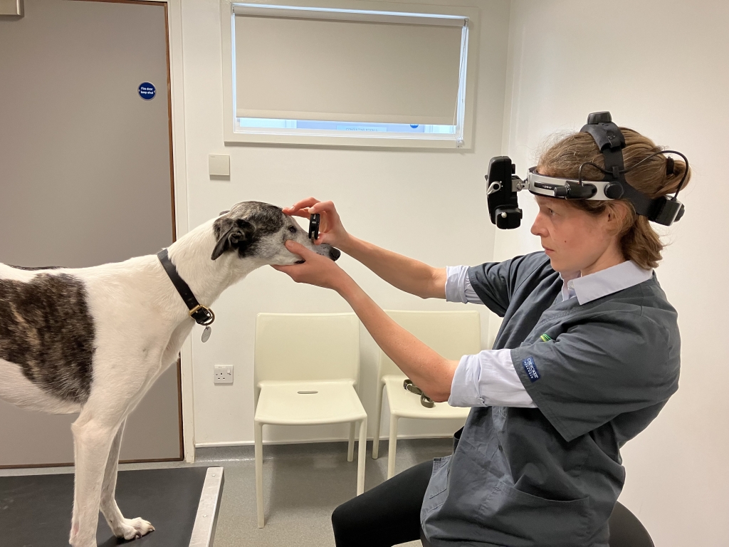 Emily Jeanes, a veterinary surgeon diplomate in ophthalmology at North Downs Specialist Referrals will lead a new screening programme to check for hereditary eye disease in dogs being used for breeding at the Surrey animal hospital. 