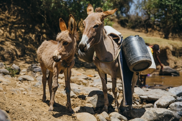 Donkey and foal in Kenya