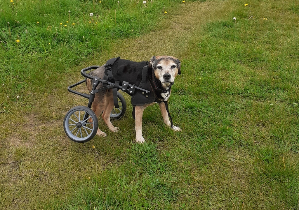 Luther’s ‘wheely’ enjoying his walks thanks to his owner and DWR Veterinary Specialists.