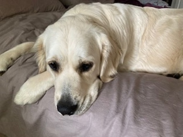 Willows Veterinary Service and Referral Centre in Solihull has successfully carried out rare eye surgery on golden retriever Willow, who had been born without a punctum (tear drain) in her lower right eyelid. 