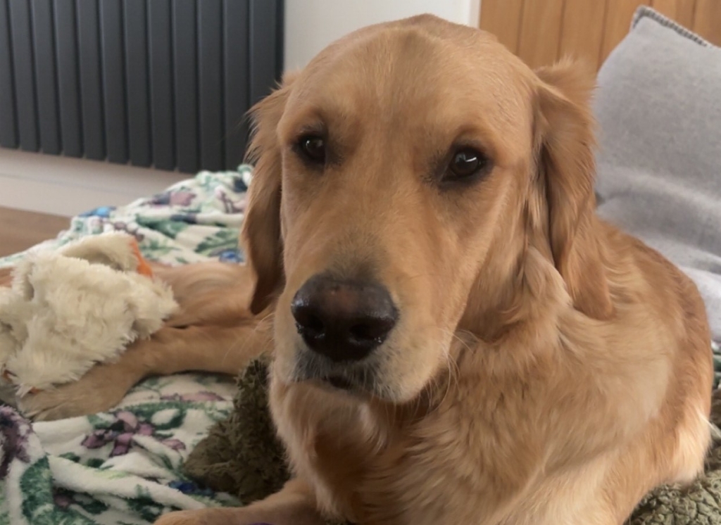 Golden retriever puppy Fred has recovered after contracting leptospirosis. 