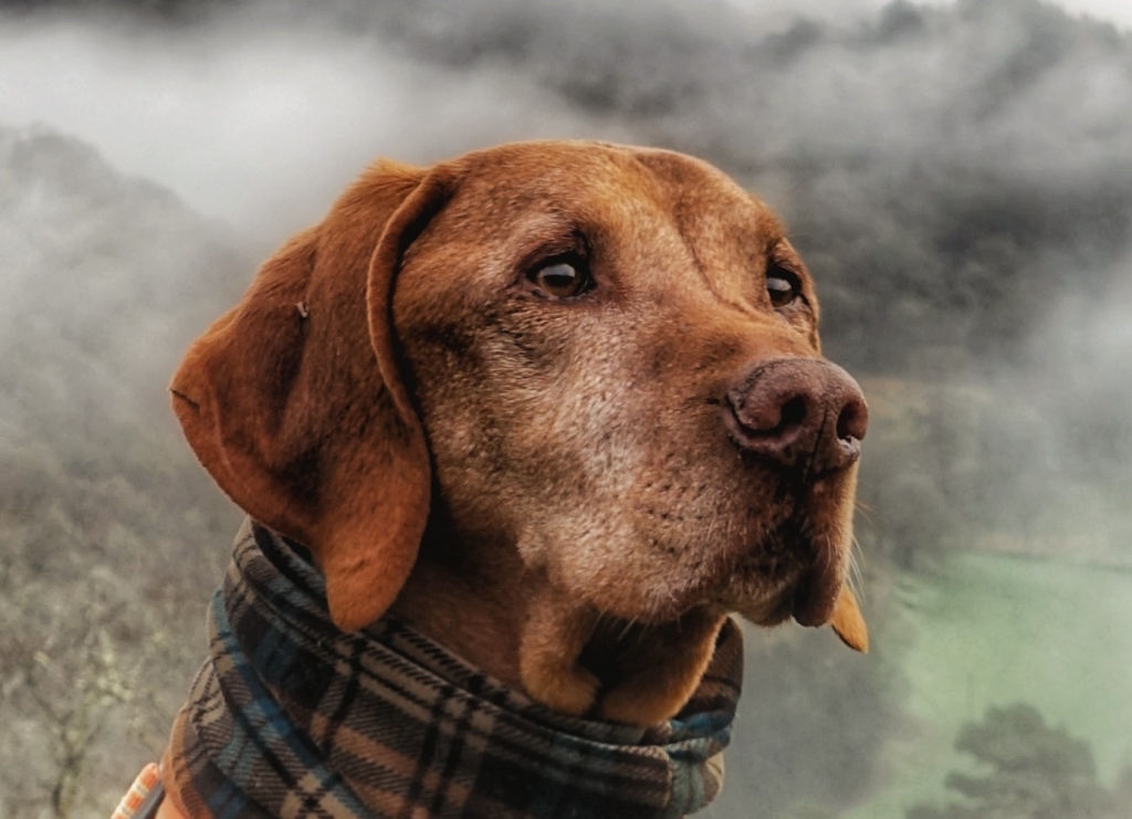 Hungarian Vizsla Deazel is now enjoying a better quality of life again after treatment for an incredibly very rare form of neck and head pain at Wear Referrals in County Durham.  