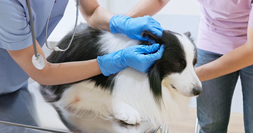 CVS’ Bristol Vet Specialists are keen to highlight the condition