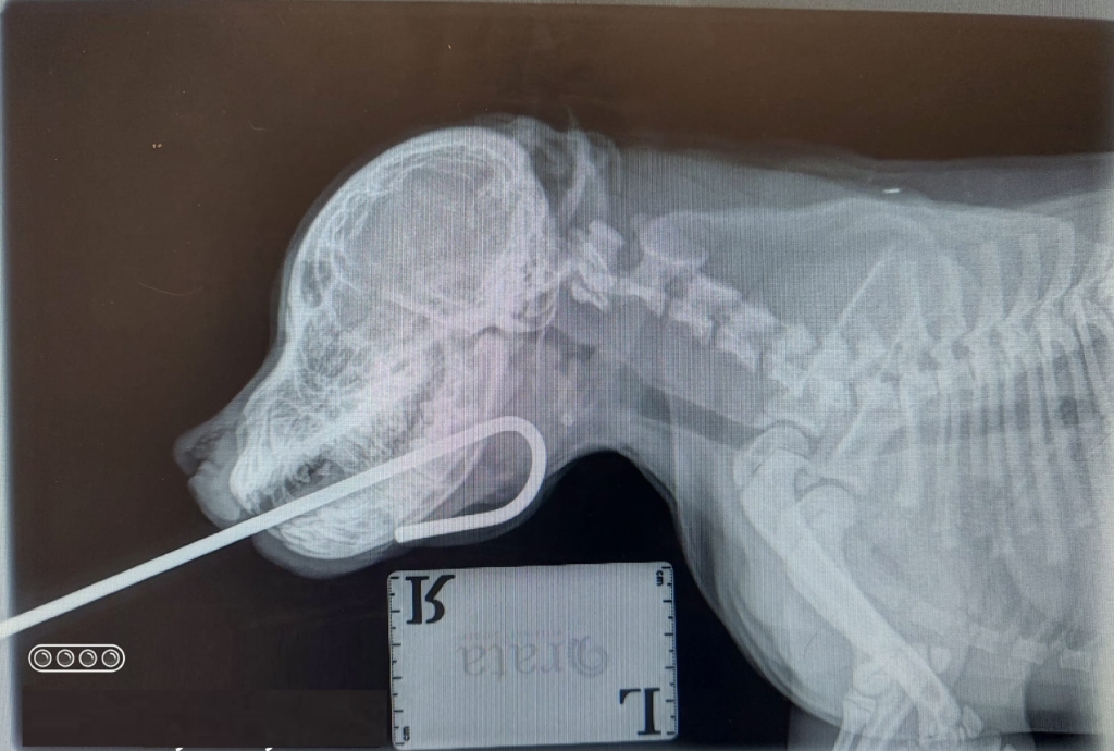 X-rays taken at 608 Vet Practice in Solihull clearly show the hook jammed in Paddy’s power jaw with the lengthy pole protruding from his mouth.