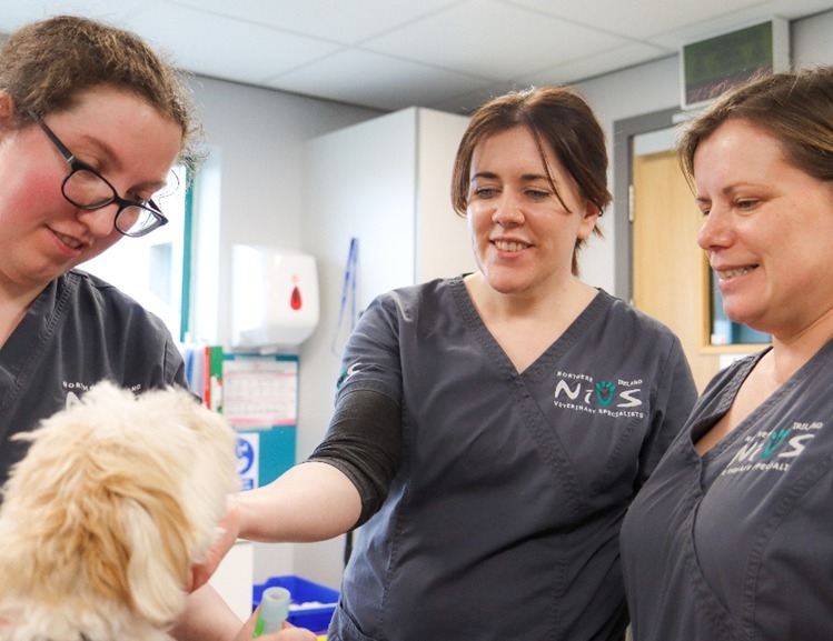 The dog was treated with a balloon dilation technique