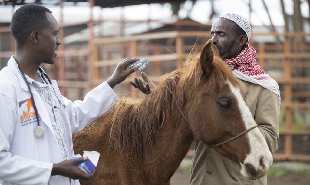 Dr Siraj, a Brooke trained government vet, conducts a welfare assessment on Adi the horse with his owner, Wako.