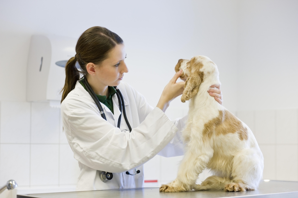 Key research adds to growing evidence in support of molecular screening tests for canine periodontal disease