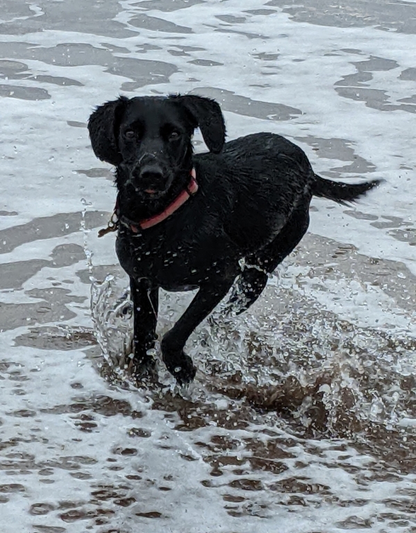 Eighteen-month-old Luna needed fusion of several of the bones in her right foreleg following a freak accident