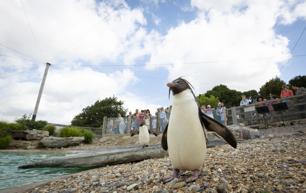 The expert team at Linnaeus-owned London Vet Specialists (LVS) in Hammersmith carried out CT scans on a trio of wobbly penguins from Whipsnade Zoo, near Dunstable.