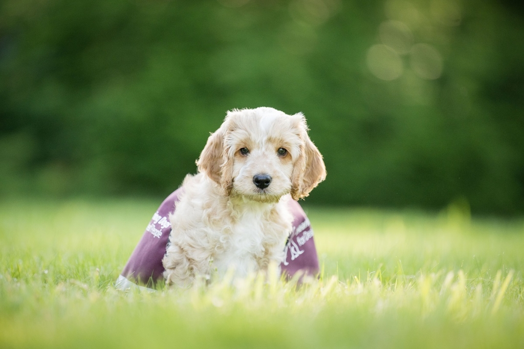 CVS has announced Hearing Dogs for Deaf People as its Charity of the Year