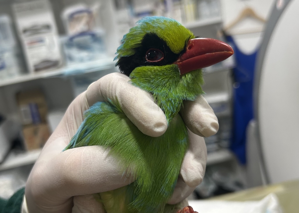 Linnaeus-owned London Vet Specialists in Belsize Park has performed the world’s first CT scan on a pair of Javan Green Magpies from London Zoo. 