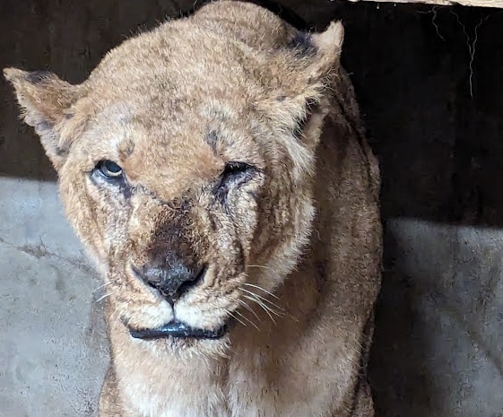 Experts from Paragon Veterinary Referrals in Wakefield carried out an eye examination and treatment on a lioness at Flamingo Land Resort. 