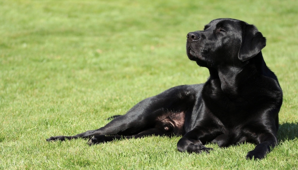 Jasper suffered a ruptured gall bladder and leakage of bile in to the abdominal cavity but is doing well years later thanks to DWR Veterinary Specialists. 