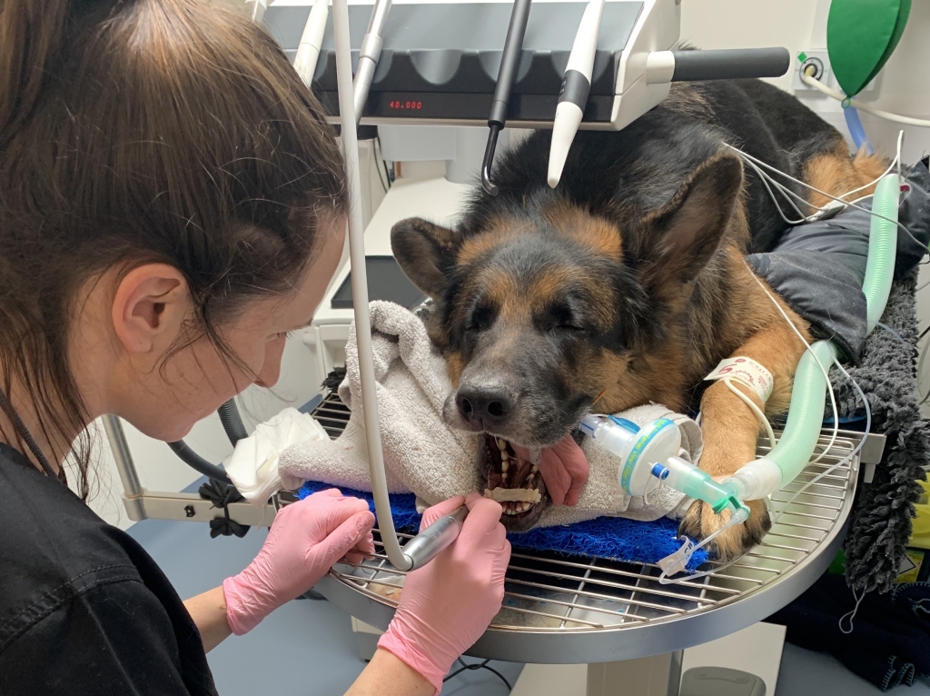 Diesel is champing at the bit after emergency dental surgery at Cave Veterinary Specialists.