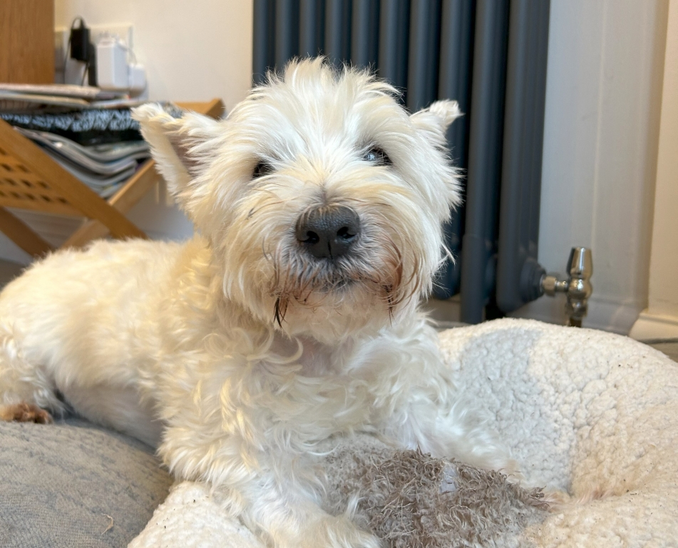 Twelve-year-old Westie, Freddy, has undergone lifesaving treatment at North Downs Specialist Referrals, in Surrey. 