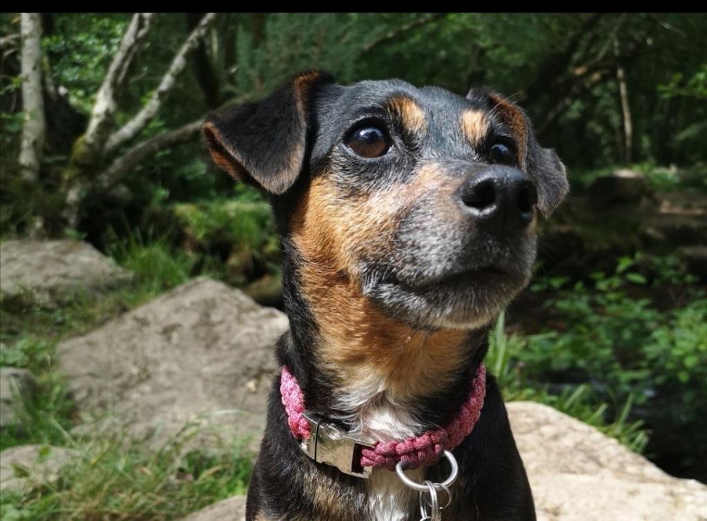 Pixie’s determination to battle cancer is astounding vets and her owner alike.