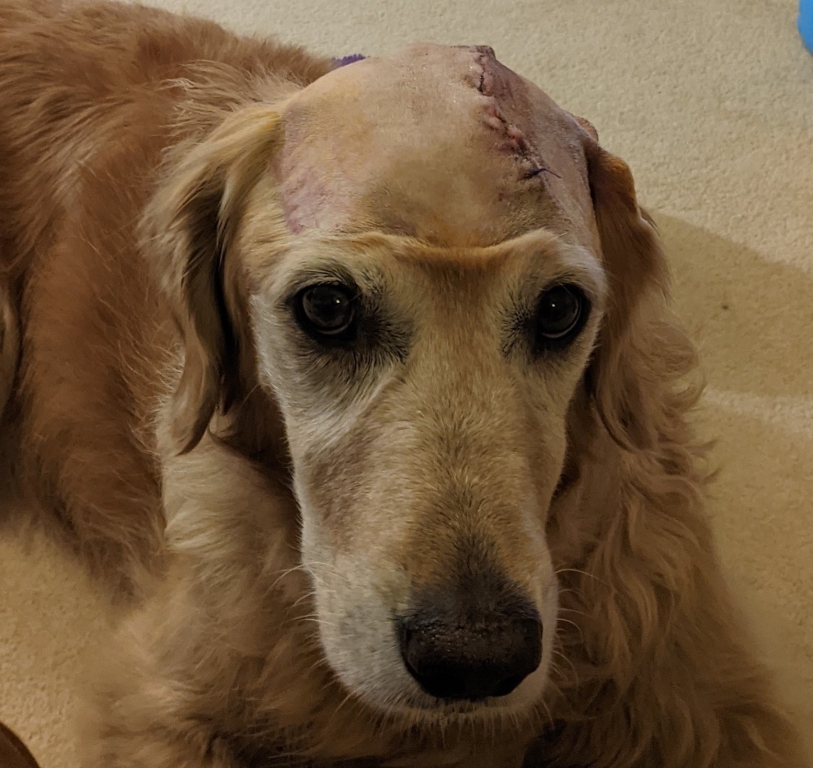 Rosie is now cancer free thanks to specialist surgery to remove a brain tumour at Eastcott Veterinary Referrals in Swindon. 